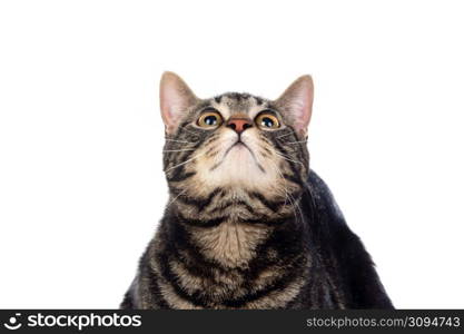 Serious brown cat isolated on a white background