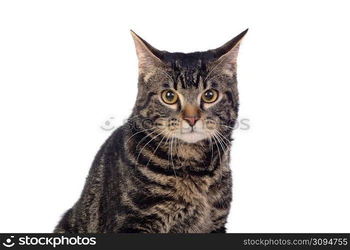 Serious brown cat isolated on a white background