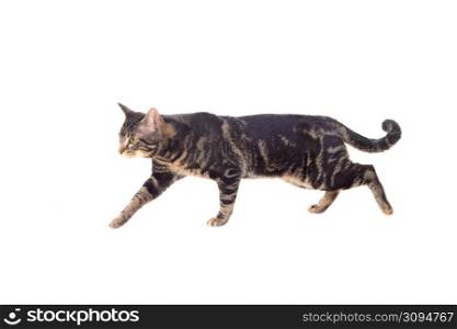 Serious brown cat isolated on a white background
