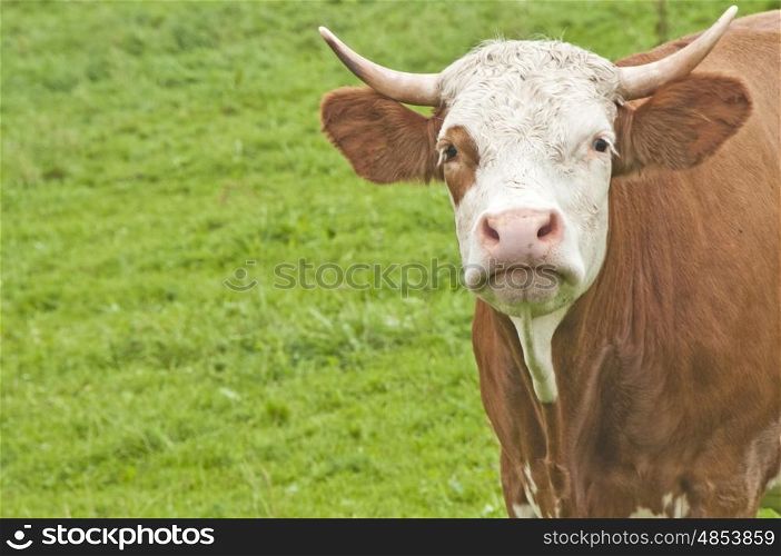 serious cow. cow