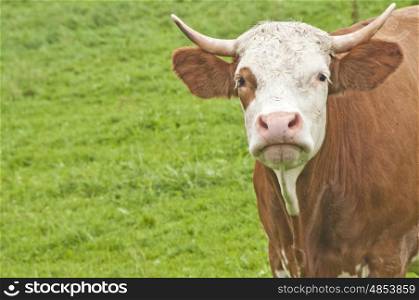 serious cow. cow