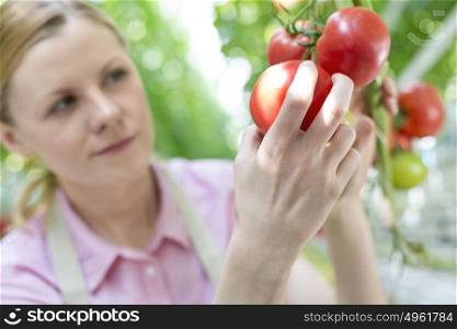 Serious farmer examining fresh organic tomatoes in greenhouse