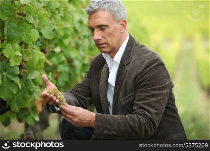 Serious man checking grapes before harvest
