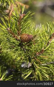 Serotous pine cone on Lodgepole pine