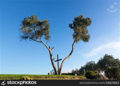 Serra Cross in Grant Park in Ventura California set between fork in tree on overlook
