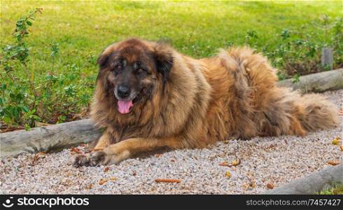 Serra da Estrela Portuguese dog resting in a garden