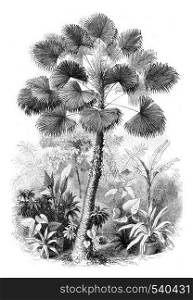 Serre from Jardin des Plantes, Latanier flowers, vintage engraved illustration. Magasin Pittoresque 1857.