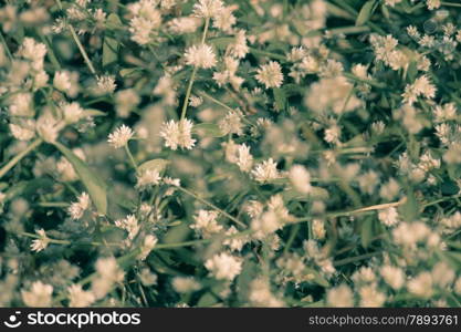 Sessile Joyweed is a perennial herb, often found in and near ponds, canals and reservoirs. It prefers places with constant or periodically high humidity and so may be found in swamps, shallow ditches, and fallow rice fields