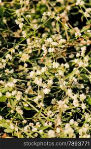 Sessile Joyweed is a perennial herb, often found in and near ponds, canals and reservoirs. It prefers places with constant or periodically high humidity and so may be found in swamps, shallow ditches, and fallow rice fields