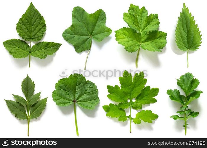 Set, collection of green leaves of different plants isolated on white background.. Set, collection of green leaves of different plants isolated on white background