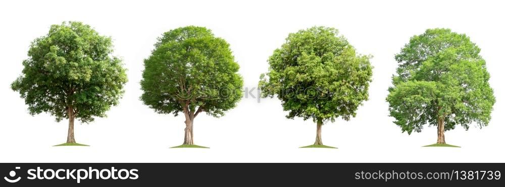 set collection tree isolate on white background
