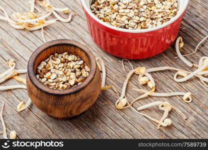 Set dry green bean and sprouts moong or mung.Sprouted moong, mung or green gram. Mung beans on wooden table