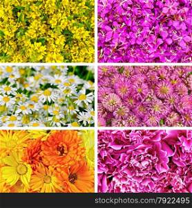 Set flowers texture loosestrife, fireweed, chamomile, clover, calendula and peony