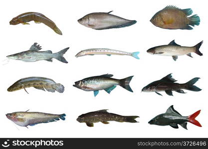 Set Freshwater fish of Thailand, Freshwater fish isolated on white background