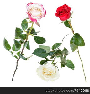 set from pink, red, white rose flowers isolated on white background