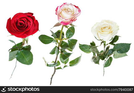 set from three pink, red, white rose flowers isolated on white background