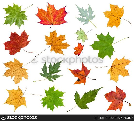 set from various leaves of maple trees isolated on white background