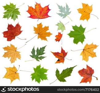 set from various leaves of maple trees isolated on white background