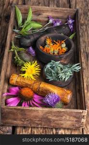 Set healthy herbs. healing herbs, plants and flower on wooden background.