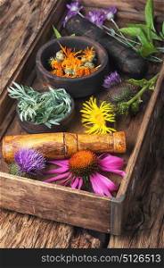 set healthy herbs. Large summer assortment of herbs and plants in a wooden box.Alternative medicine