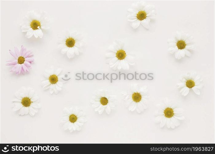 set many daisy flower buds. High resolution photo. set many daisy flower buds. High quality photo