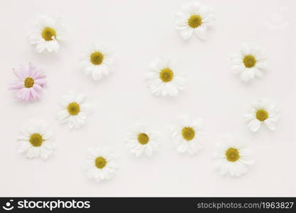 set many daisy flower buds. High resolution photo. set many daisy flower buds. High quality photo