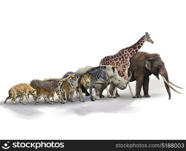Set of African Animals on white background. Set of African Animals