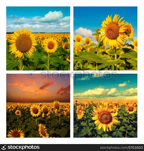 Set of assorted agriculture backgrounds for your design