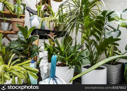 Set of assorted indoor decorative plants with cacti, pachira aquatica, palam, olive, croton petra and pots