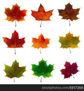 set of autumn fallen maple leaves isolated on white background. autumn leaves
