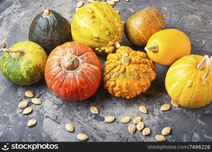 Set of autumn pumpkins.Autumn symbol.Assortment mini pumpkin. Set autumn pumpkins