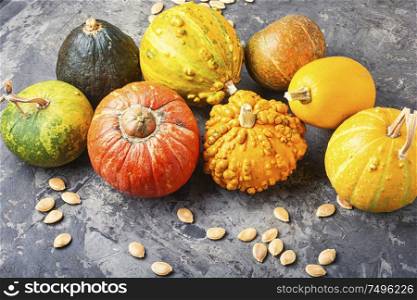 Set of autumn pumpkins.Autumn symbol.Assortment mini pumpkin. Set autumn pumpkins