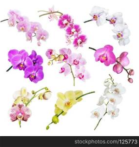 Set of beautiful multicolored orchids isolated on white background