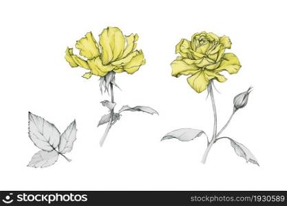 Set of beautiful yellow roses. Hand drawing. Flower illustration.