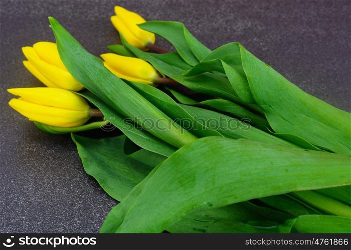 Set of Beautiful Yellow tulips on Dark Background. Beautiful Yellow tulips on Dark Background