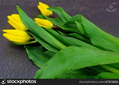 Set of Beautiful Yellow tulips on Dark Background. Beautiful Yellow tulips on Dark Background