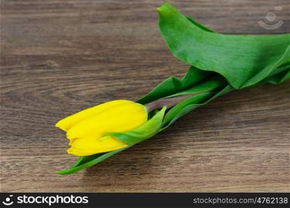 Set of Beautiful Yellow tulips on Wood Background. Beautiful Yellow tulips on Wood Background