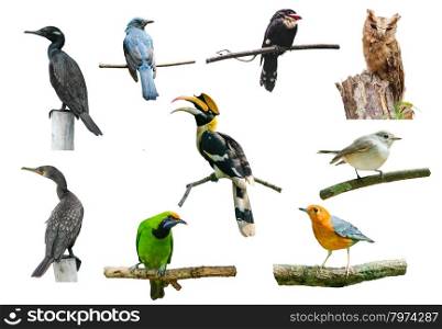 set of birds on white background, hornbill, boardbill, owl and other birds