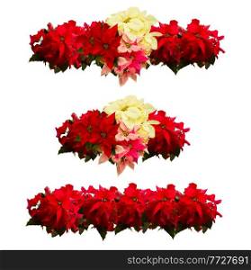 set of borders of fresh scarlet, pink and white poinsettia flower or christmas star on a white background. scarlet poinsettia flower or christmas star
