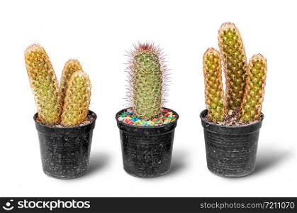 Set of cactus in black pot isolated on white background, clipping path included