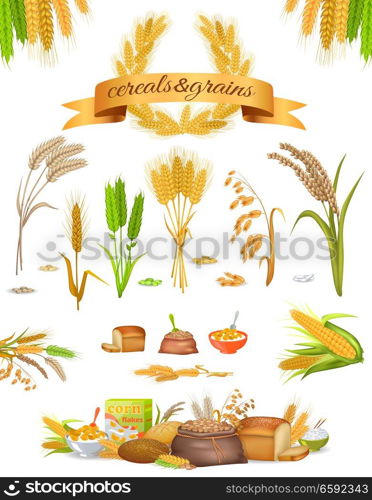 Set of cereals and grains on white background. Vector illustration of rice buckwheat corn wheat oats corn. Products from cereals corn flakes, bread flour, ready croup. Web art in cartoon style. Set of Cereals and Grains on White Background