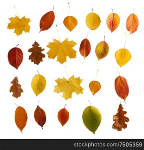 Set of colorful autumn leaves isolated over white background. Colorful autumn leaves