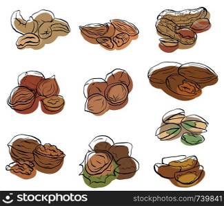 Set of contour drawings of various types of nuts with colored spots. Objects separate from the background. Vector element for menus, recipes and your design.. Set of contour drawings of various types of nuts with colored spots.