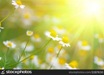 set of daisys in fresh green grass and sunlight