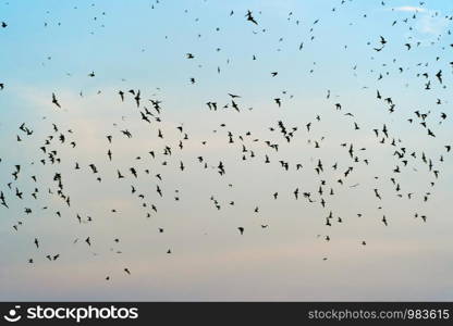 Set of different black bats silhouettes flying isolated on blue sky background. Haloween party card background template.