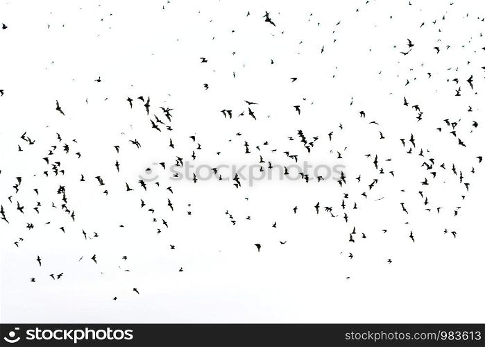 Set of different black bats silhouettes flying isolated on white background. Haloween party card background template.