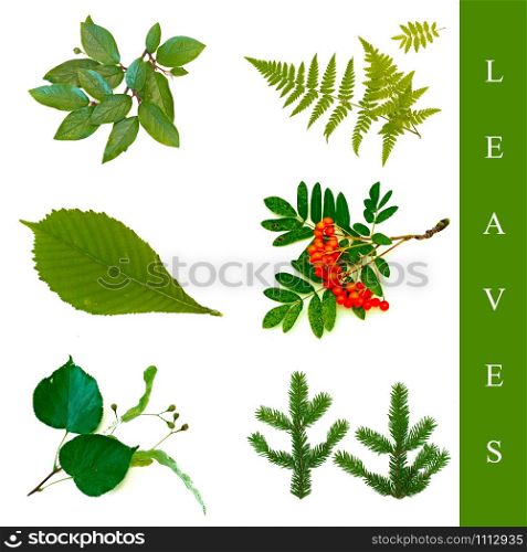 set of different leaf images over white background