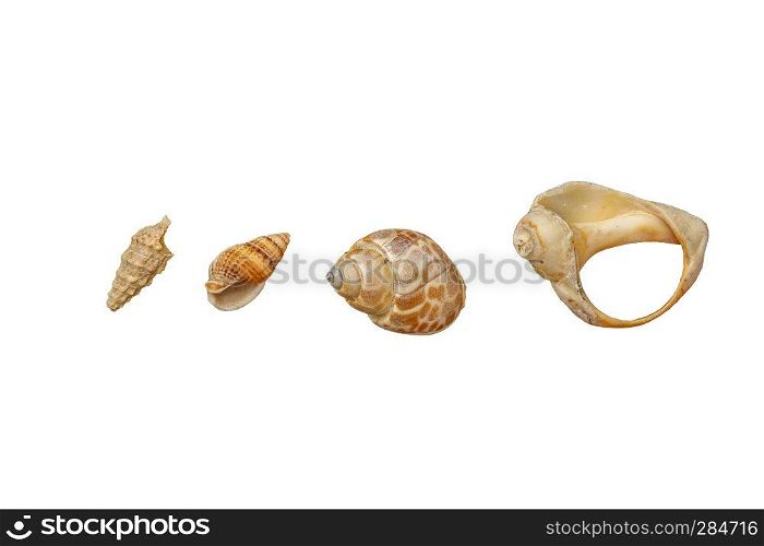 set of different snail shells, isolated on white