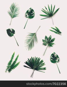 Set of different tropical leaves on white background. Exotic decorative palms and plants.. Set of different tropical leaves on white background.