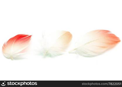 Set of Flamingo feathers, isolated on white background